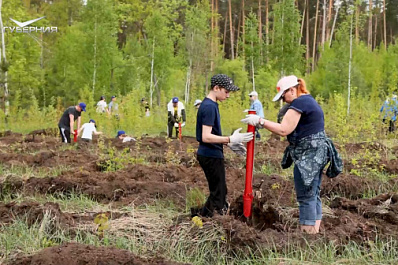 В Тольятти продолжают восстанавливать лес