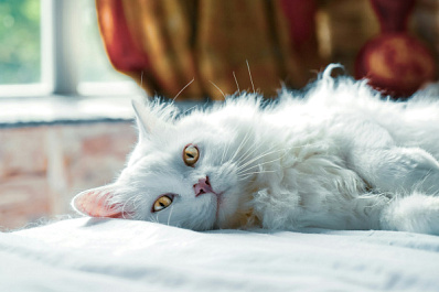 Чрезмерная сонливость у кошек: когда стоит бить тревогу